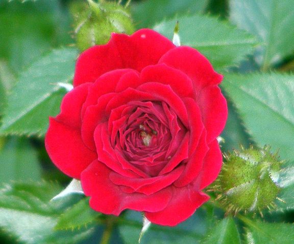 Unconditional Love photo ul2012_07090037.jpg